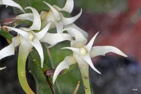 Image result for Cyrtorchis neglecta