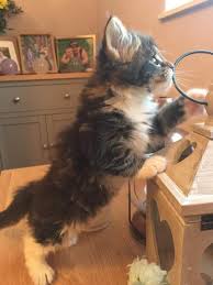 They follow you, and stay sweet after they pedigreed champion maine coons. Our Listings Dubaizero Com