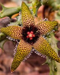 Image result for Orbea lugardii