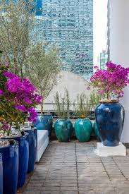 Image result for Bougainvillea sp. cultivar