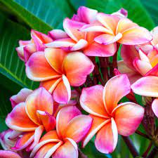 Maybe you would like to learn more about one of these? Flower Of The Month Club The World S Most Popular Flower Club From Amazing Clubs
