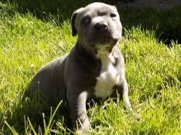 We are offering the best quality pitbulls puppies. Free Pitbull Puppies In Denver Colorado