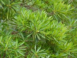 Image result for Breonadia