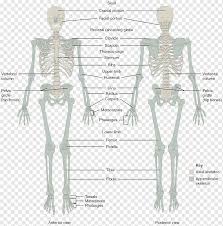 This section is only a brief overview and introduction. Skeletal System Png Images Pngwing