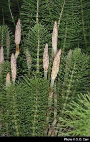 Image result for Thesium equisetoides