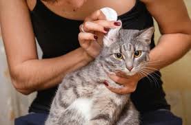 Although baking soda, vinegar, soap, and hydrogen peroxide may neutralize the odors temporarily, a humid day can cause the uric acid to recrystallize, and the infamous cat odor will return. What Causes A Cat To Smell Bad Why Does My Cat Smell Bad Petmd