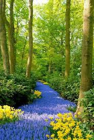 How Pretty A River Of Blue Flowers In The Woods Beautiful Gardens Beautiful Places Landscape