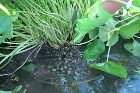 What is a wasabi plant? Purewasabi By Coppersfolly Limited A Delicious Condiment That Goes Well With Sushi Steak Ham Chicken Lamb And All Manner Of Fish And Seafood