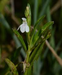 Image result for Justicia anselliana