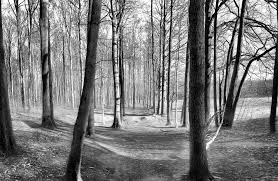 Das wohnzimmer im skandinavischen stil ist geräumig und funktionell. Wald Wandbild Als Wald Leinwand Gerahmt Wanddeko Furs Wohnzimmer In 2020 Waldbilder Wald Bilder Fotoleinwand
