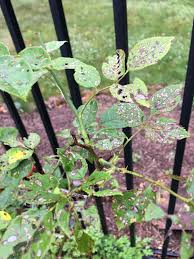 The disease can eventually cause leaf drop. What Could Be Wrong With My Dad S Damask Rose Bush Just Disease Or Maybe Pests Roses