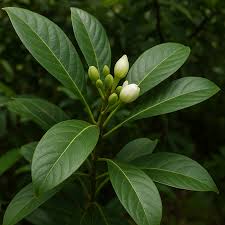 Image result for Canellaceae