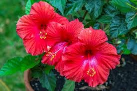 Image result for Hibiscus kirkii