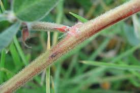 Image result for Desmodium subsecundum