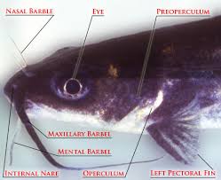 Different types of mouth, fins and scales. Untitled Document