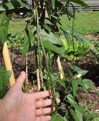 Image result for Triumfetta dekindtiana