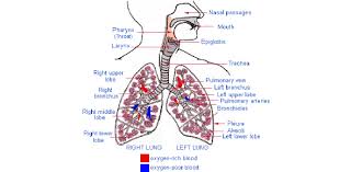 3) what name is given to two tubes which lead from the wind pipe to the lungs? Human Social Biology Proprofs Quiz