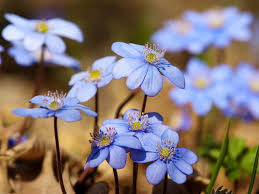 Mar 17, 2021 · these classic springtime bulbs, which must be planted in the fall for spring blooms, are one of the first signs that spring finally has arrived! Blue Flowers For Your Garden Saga