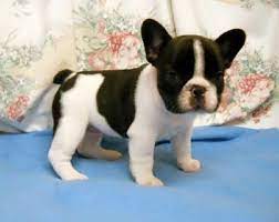 Available akc french bulldog puppies, see below. French Bulldog Puppies For Sale Oregon Zoe Fans Blog Bulldog Puppies Bulldog Puppies For Sale French Bulldog Puppies