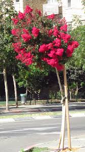 Image result for Lagerstroemia indica