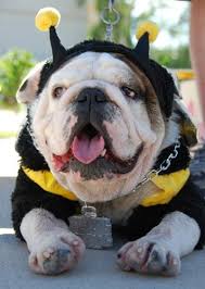 Bulldog rescue is the original and longest running breed rescue for bulldogs, we have helped over 3,000 bulldogs in almost 20 years of service and our history goes back over 40 years. Pets For Adoption At Ctbr In Pearland Tx Petfinder
