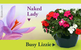 News now clips, interviews, movie premiers, exclusives, and more! Flower With Strange And Funny Names Gardenerdy