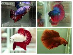 Check spelling or type a new query. Jenis Jenis Warna Ikan Cupang Tell Dont Sell