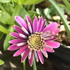 Paintingjeri On Instagram I Finally Grew A Beautiful Daisy On This Plant Next Day 3 More Popped Up Dead Heading Is So Importan In 2020 Plants Outdoor Plants Pop Up