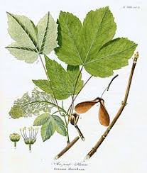 You said it was called regal petticoat (acer pseudoplatanus) commonly called a sycamore maple but no relation you said it is a patented maple cultivar. Acer Pseudoplatanus Wikipedia