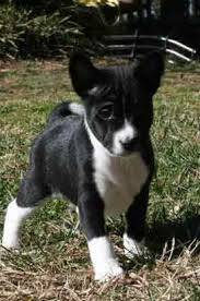 Maybe you would like to learn more about one of these? Black And White Basenji Puppy Dog Photo Png 1 Comment