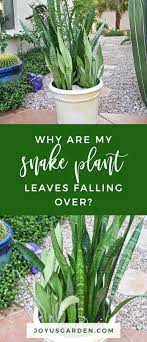 Why Are My Snake Plant Leaves Falling Over Joy Us Garden Plants Plant Leaves Snake Plant