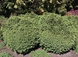 Grundsätzlich können sie zwischen mai und august hand anlegen. Buchsbaum Blauer Heinz Buxus Sempervirens Blauer Heinz Baumschule Horstmann