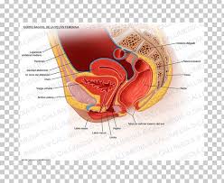 Analyzing the normal anatomy we found several variations and pathologies of the vhf, such as missing muscles (gemellus superior, psoas minor), additional veins as well as spondylophytes. Pelvic Floor Perineum Pelvis Anatomy Woman Png Clipart Ache Anatomy Beak Chicken Coccyx Free Png Download