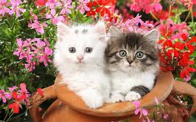 Add a fantastic feline background to your desktop or laptop. ä½•ã‚'ã‚„ã£ã¦ã‚‚å¯æ„›ã„çŒ«ãŸã¡ On Twitter Cute Cat Wallpaper Kitten Wallpaper Beautiful Kittens
