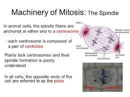 Do plant cells have mitotic spindle. Mitosis And Cell Division Ppt Video Online Download