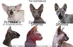 Donskoy (Don Sphynx) Cat Breeders Websites - KittySites.Com