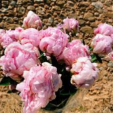 At daily blooms, we do things a little differently to a traditional florist shop, offering a different arrangement need your flowers delivered to adelaide fast? Centennial Florist Flowers Adelaide Home Facebook