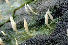 Image result for Multiclavula mucida
