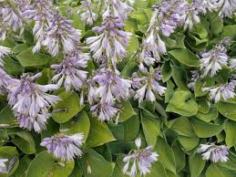 The hostas with golden foliage also appreciate a rather bright light and are more beautiful in a sunny situation. Growing Hostas How To Plant And Care For Hosta Plants The Old Farmer S Almanac