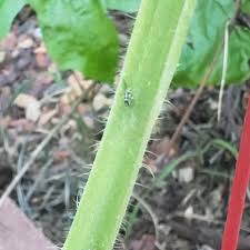 Image result for BLACKFLY ON TOMATO PLANTS