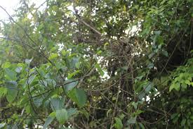 Image result for Gouania tiliifolia