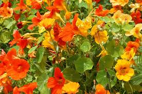 This heirloom variety is ideal for those new. Nasturtium Jewel Mix Double Non Gmo No Chemicals Seedmart