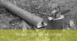Einzelne bundesländer wie nrw haben die regelungen allerdings für private. Baum Fallen Leicht Gemacht Baumin Fur Baukostenminimierer
