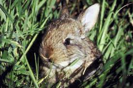 Bananas are a good first choice. How To Catch A Rabbit In The Yard