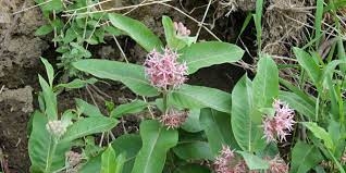 When the trees aren't in bloom, they can provide shade, shelter, or even reward you with a bumper crop of fruit. Five Life Changing Native Plants Trees At Washington State Parks Washington State Parks Foundation