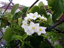 La dipladenia, una pianta rampicante fiorita, dai bellissimi fiori bianchi e verdi. Solanum Jasminoides Sguardo Nel Verde Torino