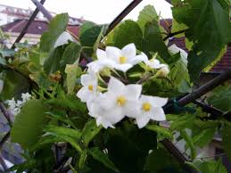 Istruzioni, ago, stoffa bianca (27ct.) e filati dmc in un comodo organizer. Solanum Jasminoides Sguardo Nel Verde Torino