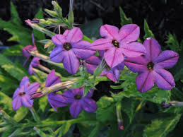 Image result for Nicotiana