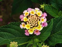Flowers Leaves And Buds Of Lantana Camara Verbenaceae Family An Evergreen Shrub Native Of Tropical Regions But Commo Lantana Flower Pictures Lantana Camara
