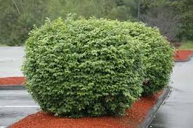 We did not find results for: Pruning Euonymus Shrub How To Prune Golden Euonymus